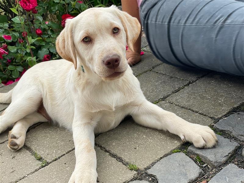 Labradorwelpen Arbeitslinie **reinrassig mit Ahnentafel**