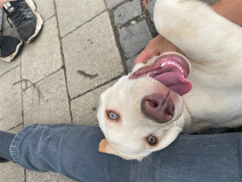 Labradorwelpen Arbeitslinie **reinrassig mit Ahnentafel**