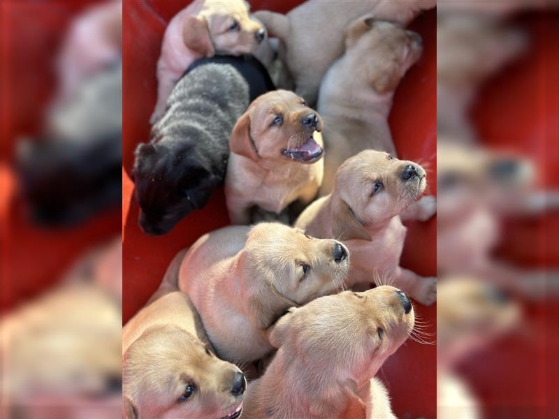 Zuckersüße Labradorwelpen in liebevolle Hände abzugeben