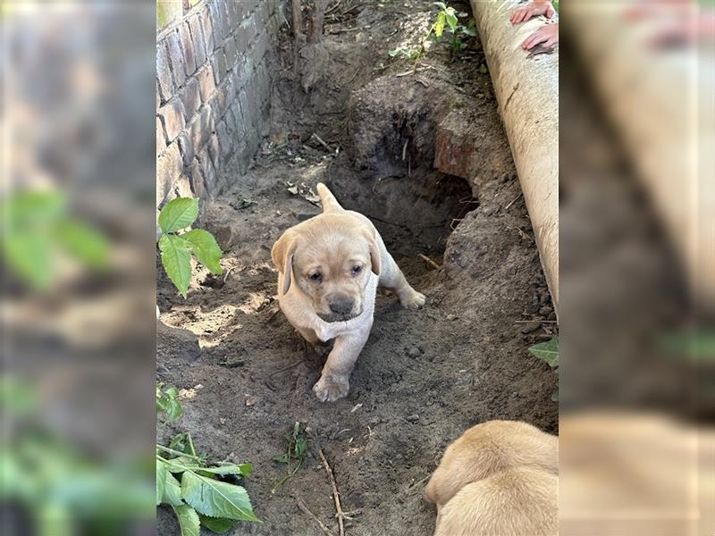 Zuckersüße Labradorwelpen in liebevolle Hände abzugeben