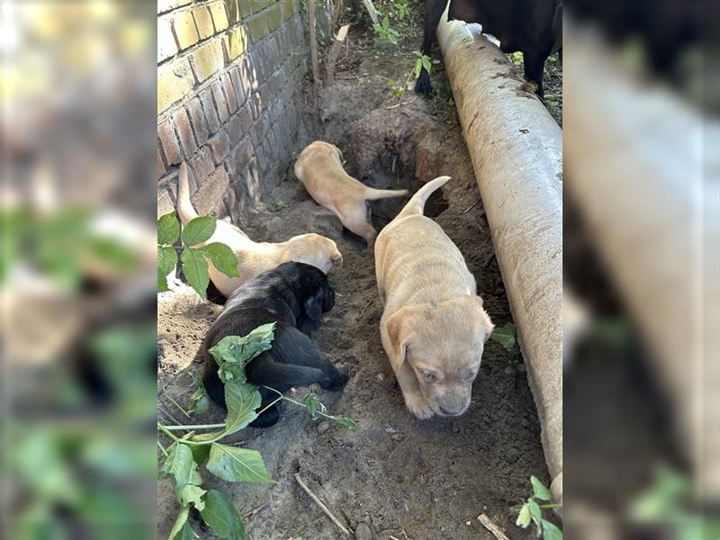 Zuckersüße Labradorwelpen in liebevolle Hände abzugeben