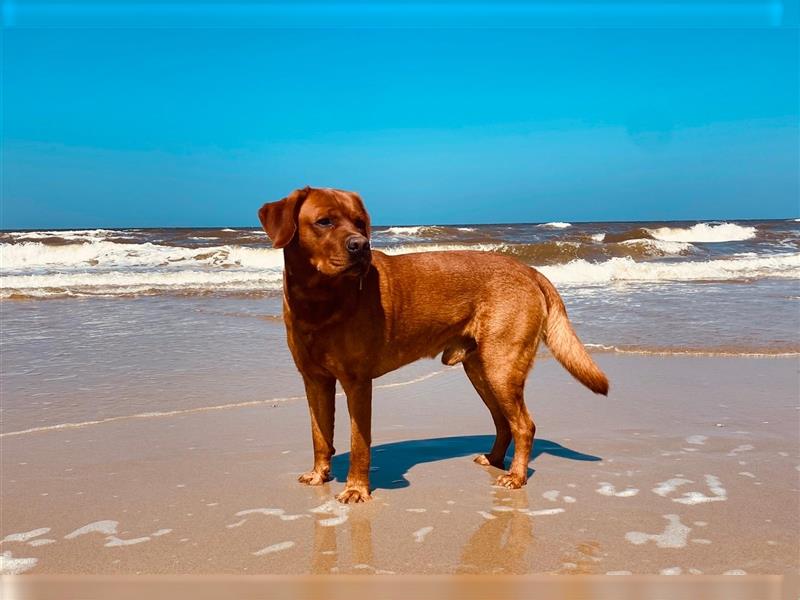 Zuckersüße Labradorwelpen in liebevolle Hände abzugeben