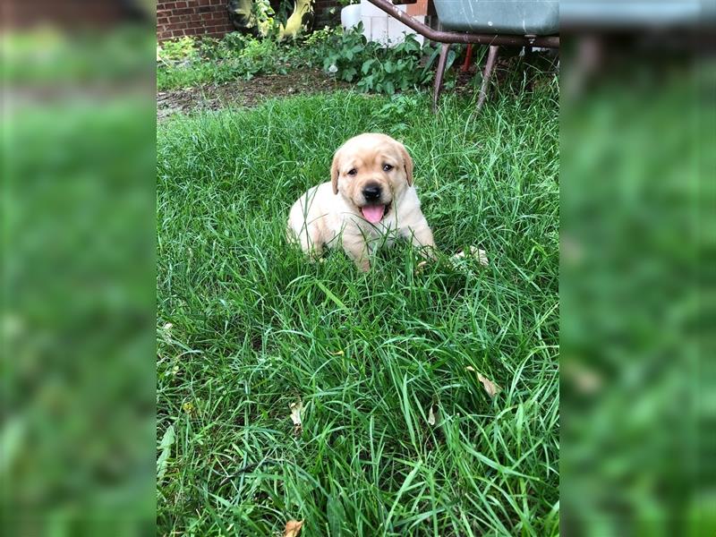 Zuckersüße Labradorwelpen in liebevolle Hände abzugeben