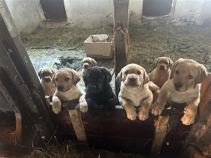 Zuckersüße Labradorwelpen in liebevolle Hände abzugeben