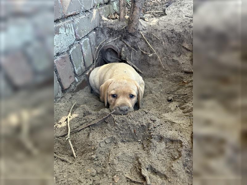 Zuckersüße Labradorwelpen in liebevolle Hände abzugeben