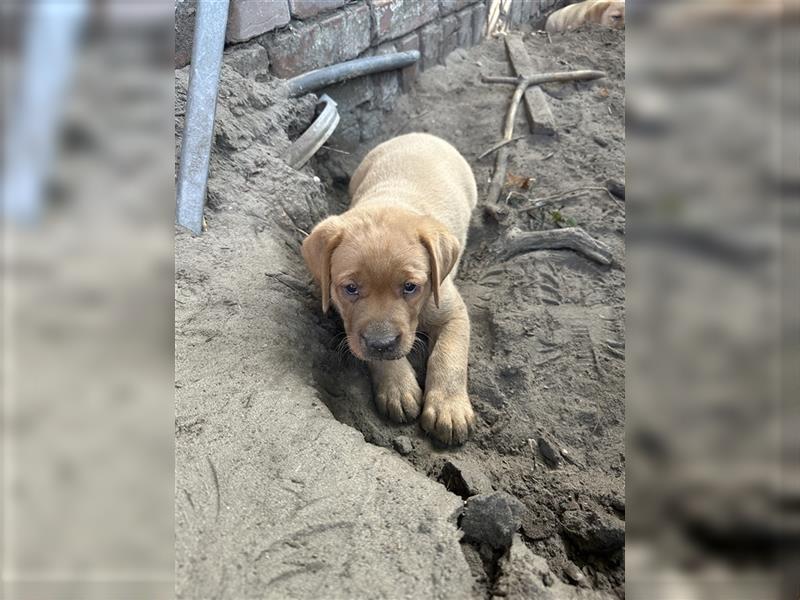 Zuckersüße Labradorwelpen in liebevolle Hände abzugeben