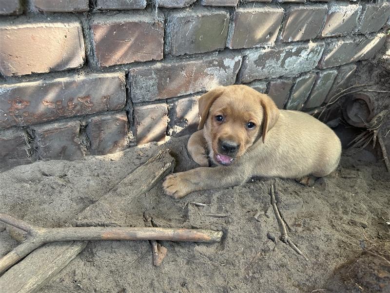 Zuckersüße Labradorwelpen in liebevolle Hände abzugeben