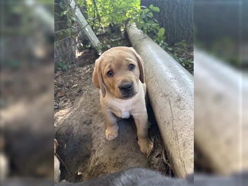 Zuckersüße Labradorwelpen in liebevolle Hände abzugeben