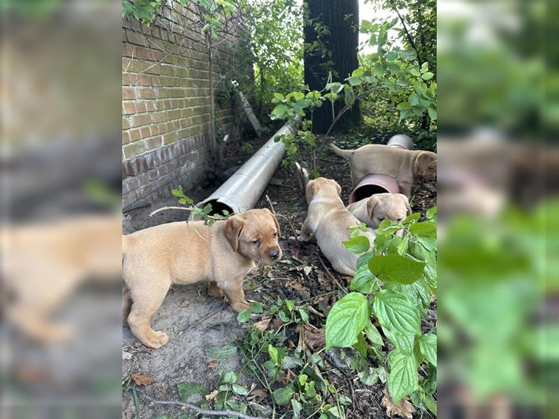 Zuckersüße Labradorwelpen in liebevolle Hände abzugeben