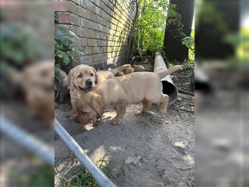 Zuckersüße Labradorwelpen in liebevolle Hände abzugeben