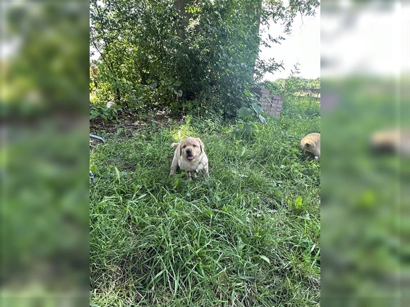 Zuckersüße Labradorwelpen in liebevolle Hände abzugeben