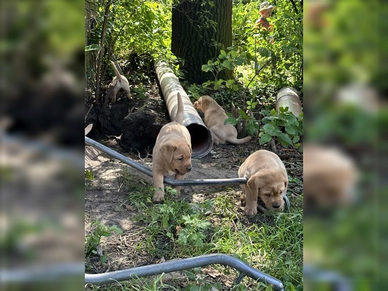 Zuckersüße Labradorwelpen in liebevolle Hände abzugeben