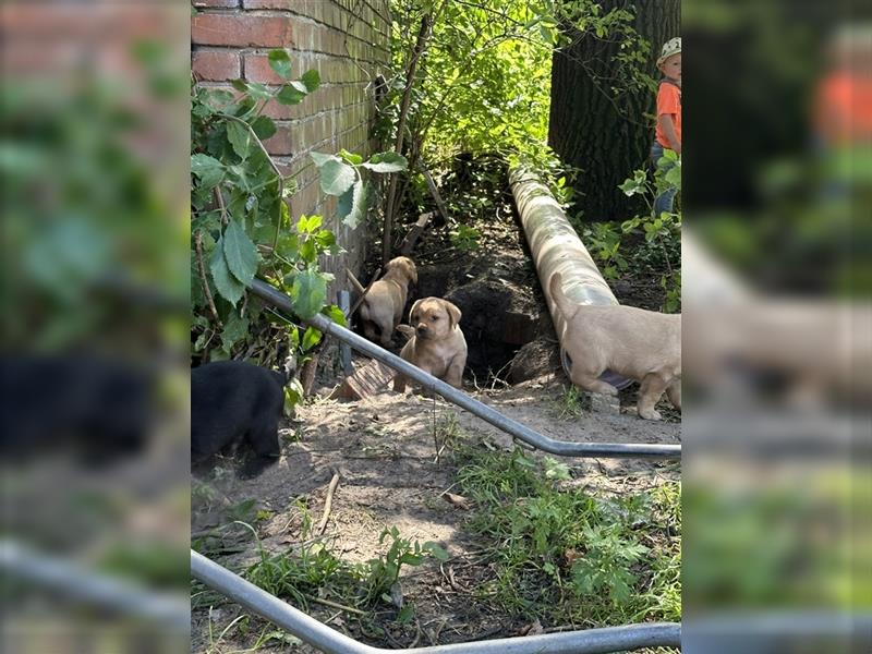 Zuckersüße Labradorwelpen in liebevolle Hände abzugeben