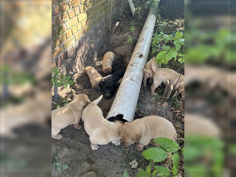 Zuckersüße Labradorwelpen in liebevolle Hände abzugeben