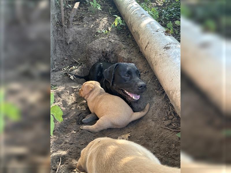 Zuckersüße Labradorwelpen in liebevolle Hände abzugeben