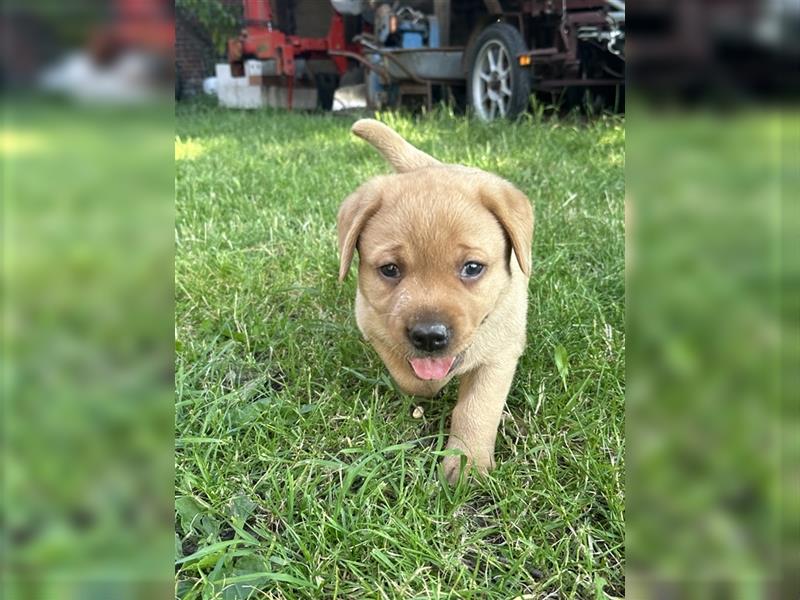 Zuckersüße Labradorwelpen in liebevolle Hände abzugeben