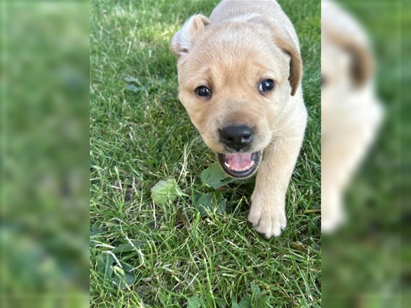 Zuckersüße Labradorwelpen in liebevolle Hände abzugeben