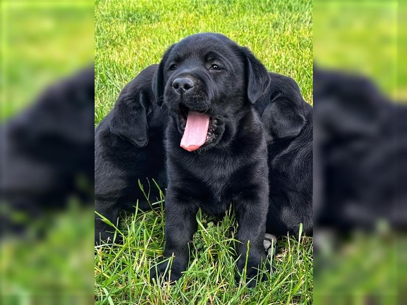 Reinrassige Labrador Welpen schwarz mit Ahnenpass 1 Rüden und 1 Hündin suchen noch Ihr neues Zuhause