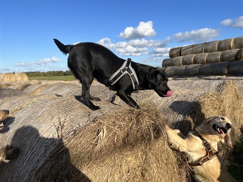 Reinrassige Labrador Welpen schwarz mit Ahnenpass 1 Rüden und 1 Hündin suchen noch Ihr neues Zuhause