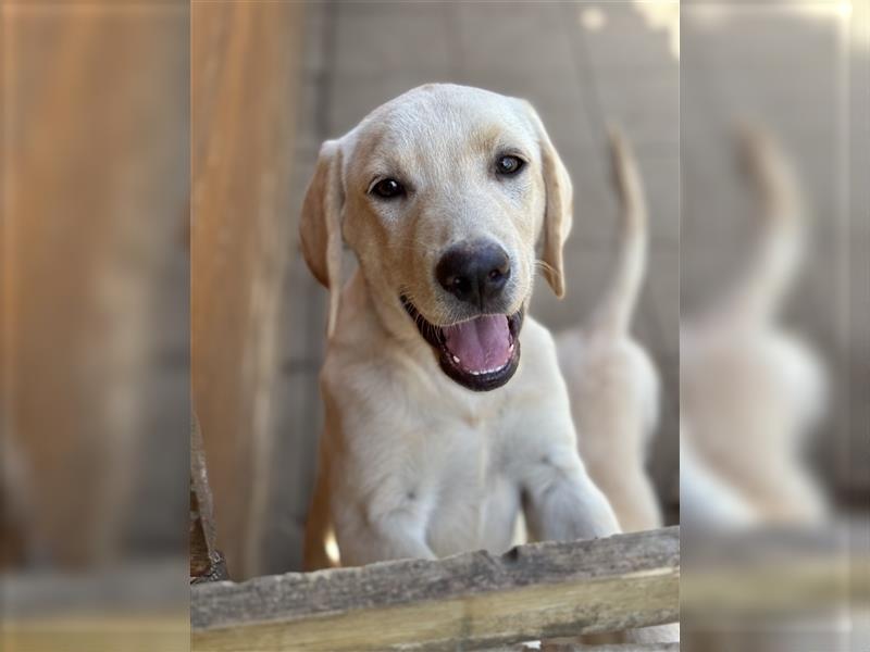 Reinrassige Labradorwelpen mit Stammbaum/Ahnentafel!