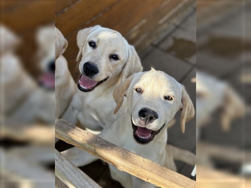 Reinrassige Labradorwelpen mit Stammbaum/Ahnentafel!