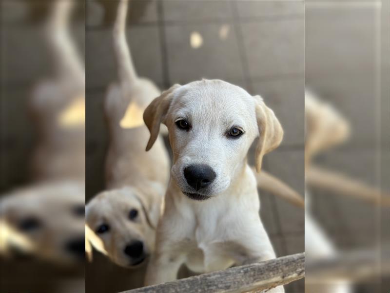 Reinrassige Labradorwelpen mit Stammbaum/Ahnentafel!