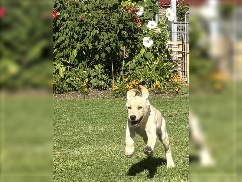 Reinrassige Labradorwelpen mit Stammbaum/Ahnentafel!