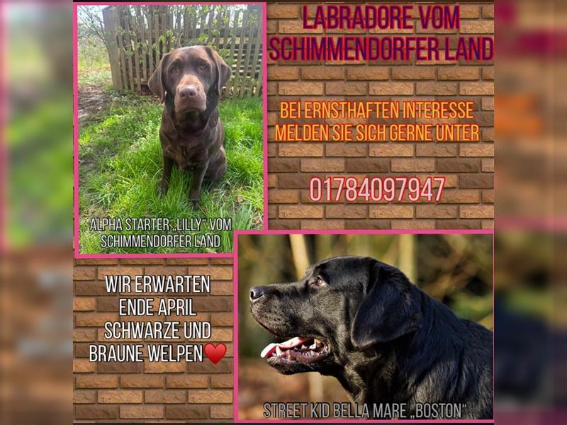 Wurfankündigung reinrassige Labrador Retriever mit AT