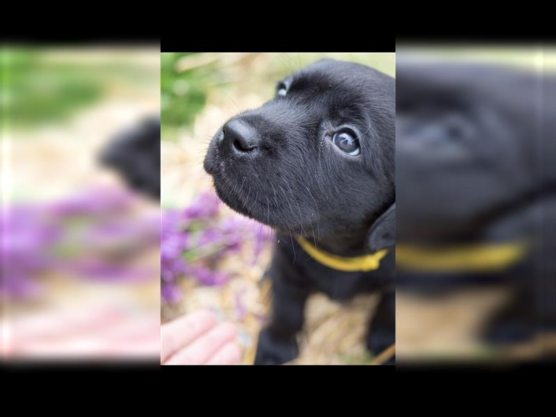 Wurfankündigung reinrassige Labrador Retriever mit AT