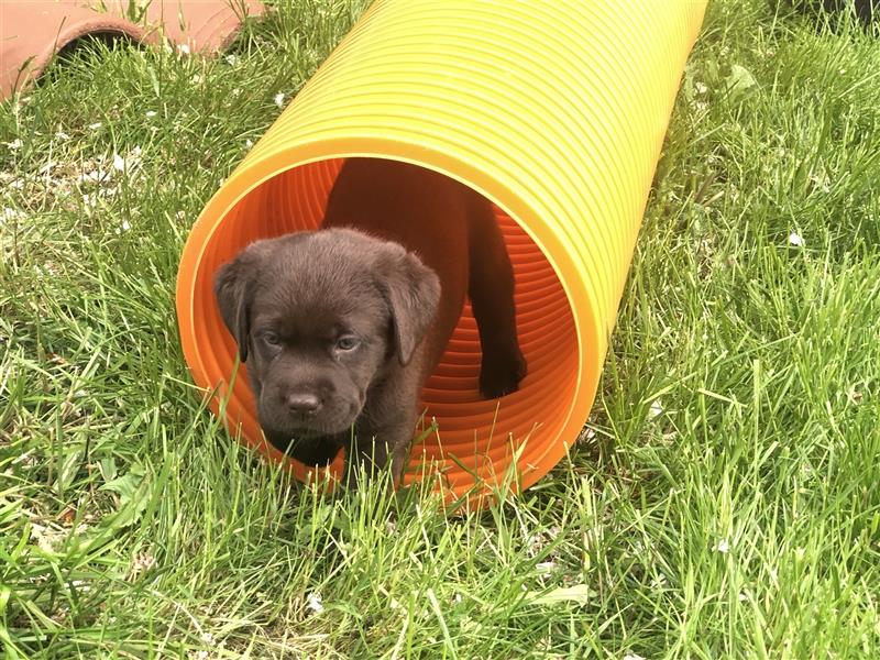 Wurfankündigung reinrassige Labrador Retriever mit AT