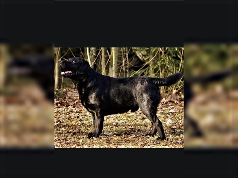 Wurfankündigung reinrassige Labrador Retriever mit AT