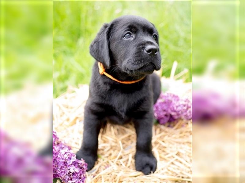 Wurfankündigung reinrassige Labrador Retriever mit AT