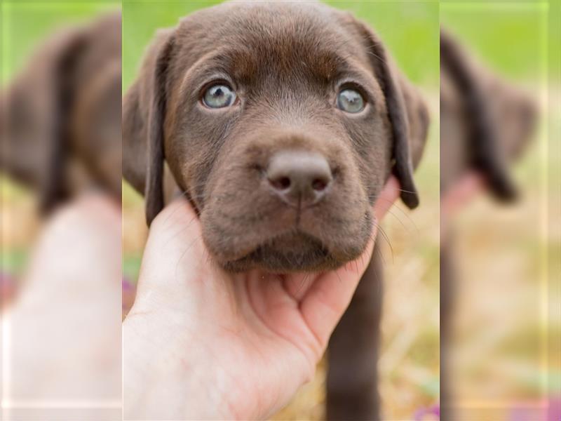 Wurfankündigung reinrassige Labrador Retriever mit AT