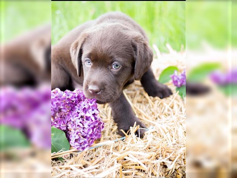 Wurfankündigung reinrassige Labrador Retriever mit AT