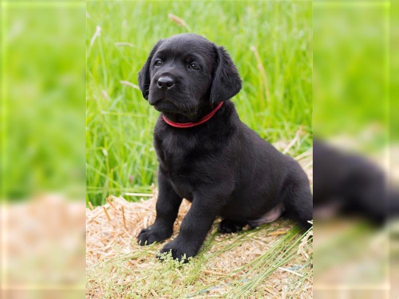 Wurfankündigung reinrassige Labrador Retriever mit AT