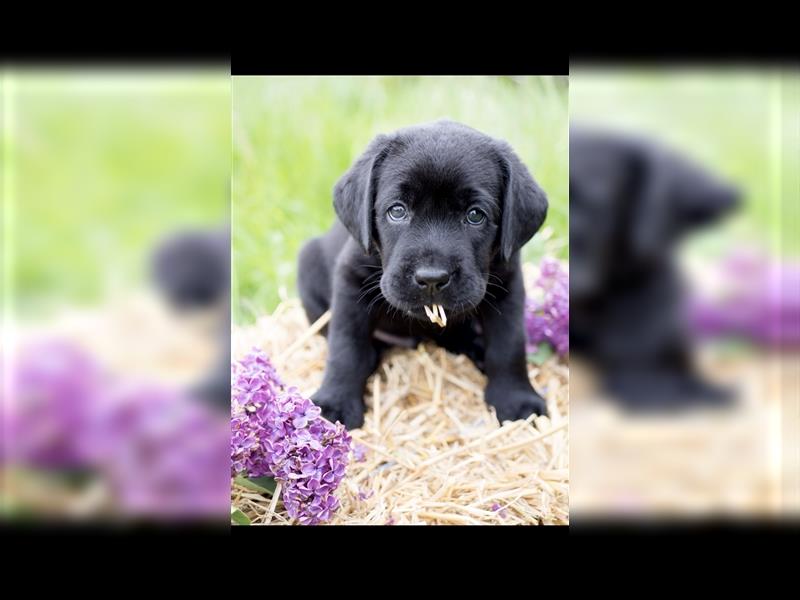 Wurfankündigung reinrassige Labrador Retriever mit AT