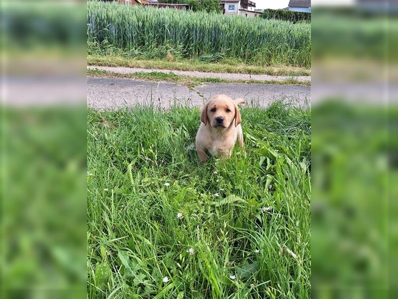 Labrador Welpen