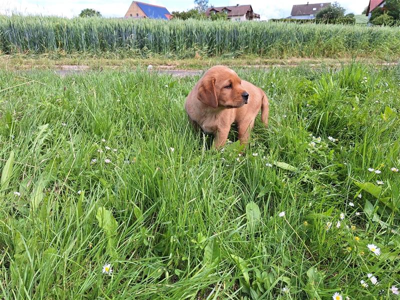 Labrador Welpen