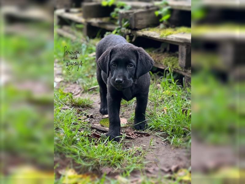 Labrador Welpen mit Ahnentafel suchen ein schönes Zuhause!