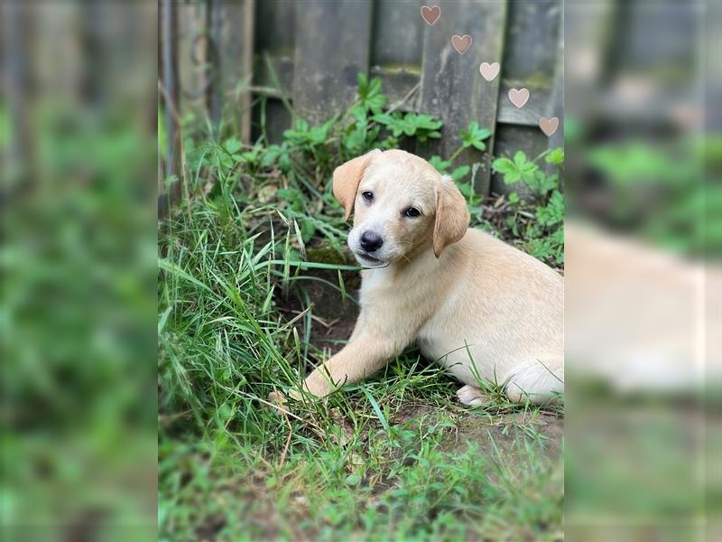 Labrador Welpen mit Ahnentafel suchen ein schönes Zuhause!