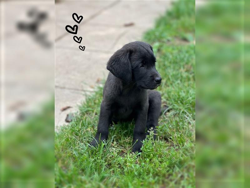 Labrador Welpen mit Ahnentafel suchen ein schönes Zuhause!