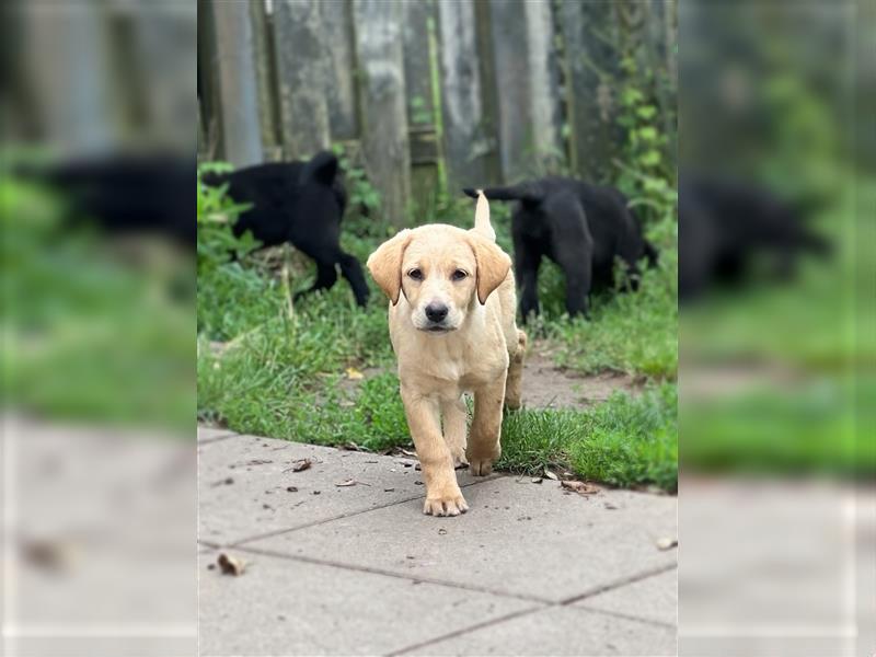 Labrador Welpen mit Ahnentafel suchen ein schönes Zuhause!