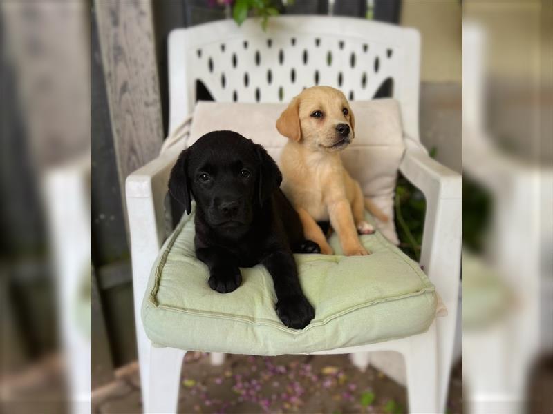 Labrador Welpen mit Ahnentafel suchen ein schönes Zuhause!