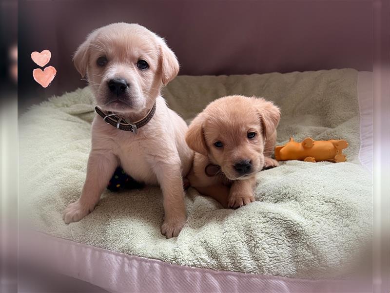 Labrador Welpen mit Ahnentafel suchen ein schönes Zuhause!