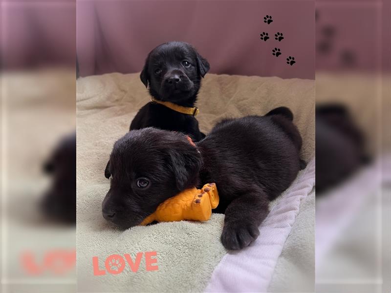 Labrador Welpen mit Ahnentafel suchen ein schönes Zuhause!