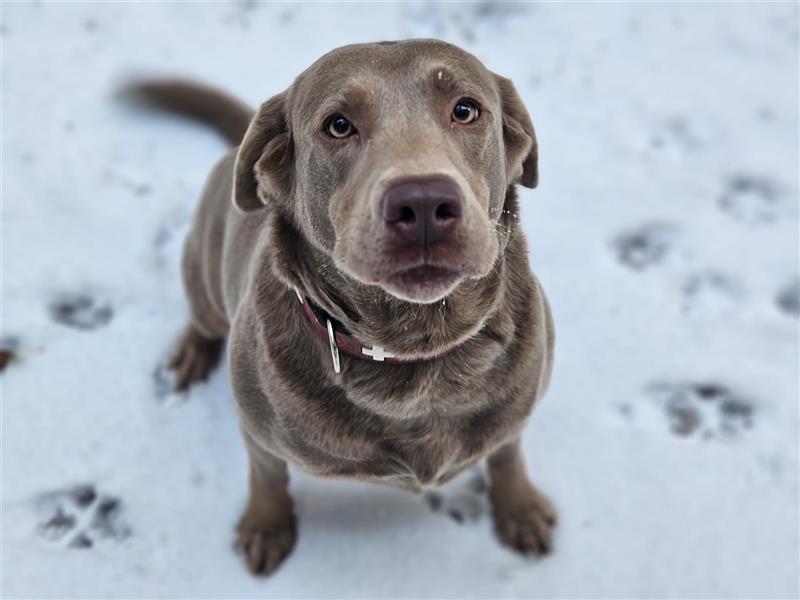 Labrador Welpen mit Ahnentafel suchen ein schönes Zuhause!