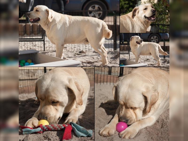 Labrador Welpen mit Ahnentafel suchen ein schönes Zuhause!