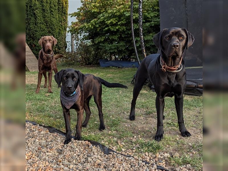 Labrador- Welpe- Hündin  Abgabebereit