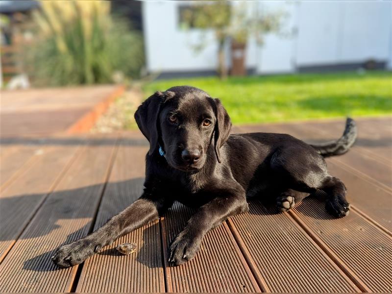 Labrador- Welpe- Hündin  Abgabebereit