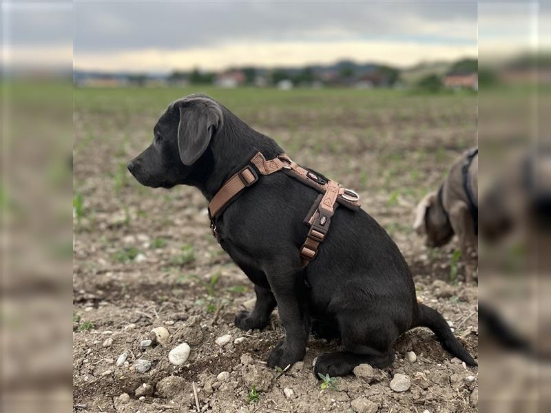 Labrador Welpen